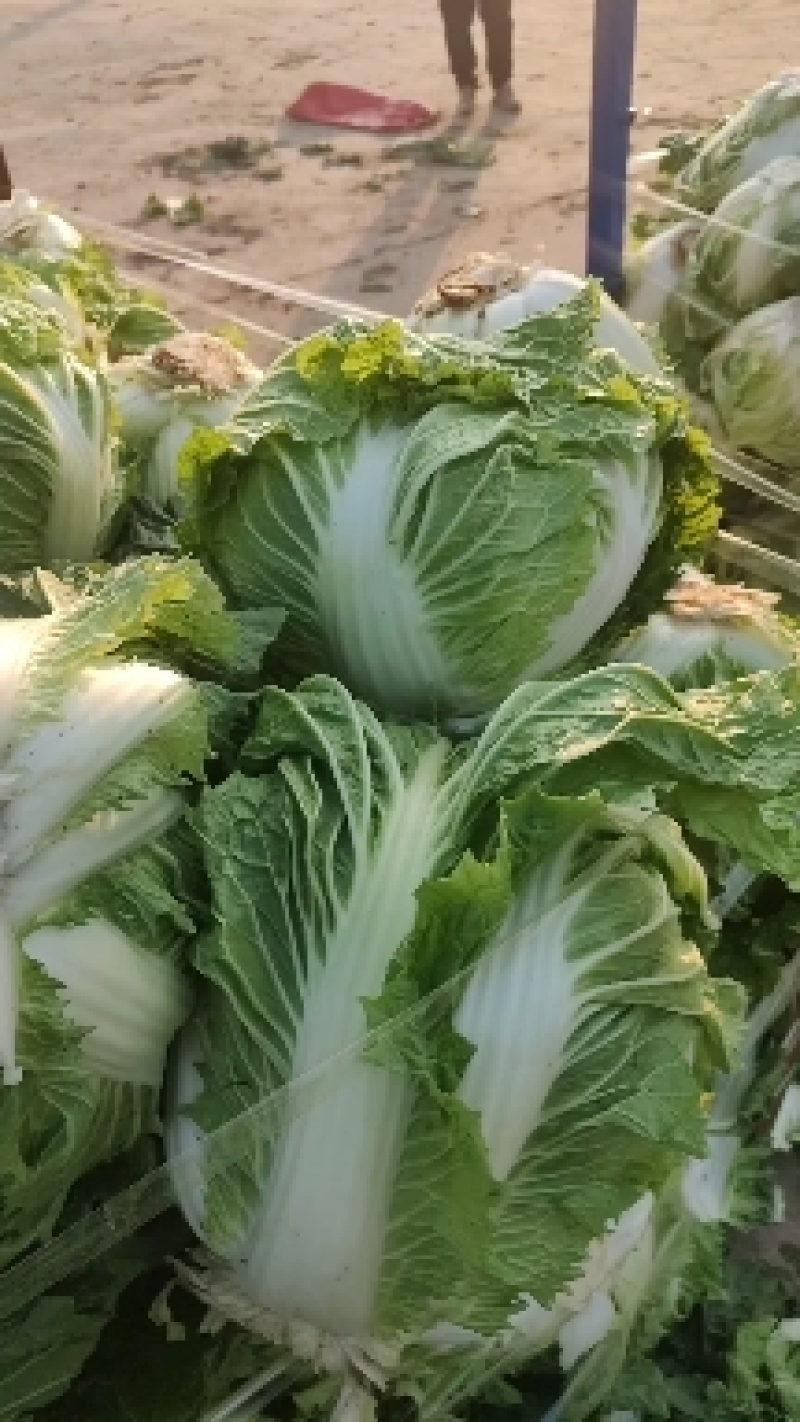 鸡腿白菜东京868，新乡小包，产地直发，可接受全程视频。
