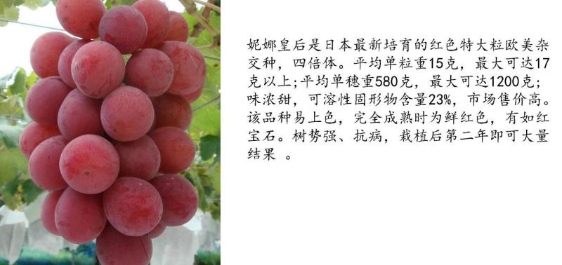正宗妮娜皇后贝达根嫁接葡萄苗1年30公分高
