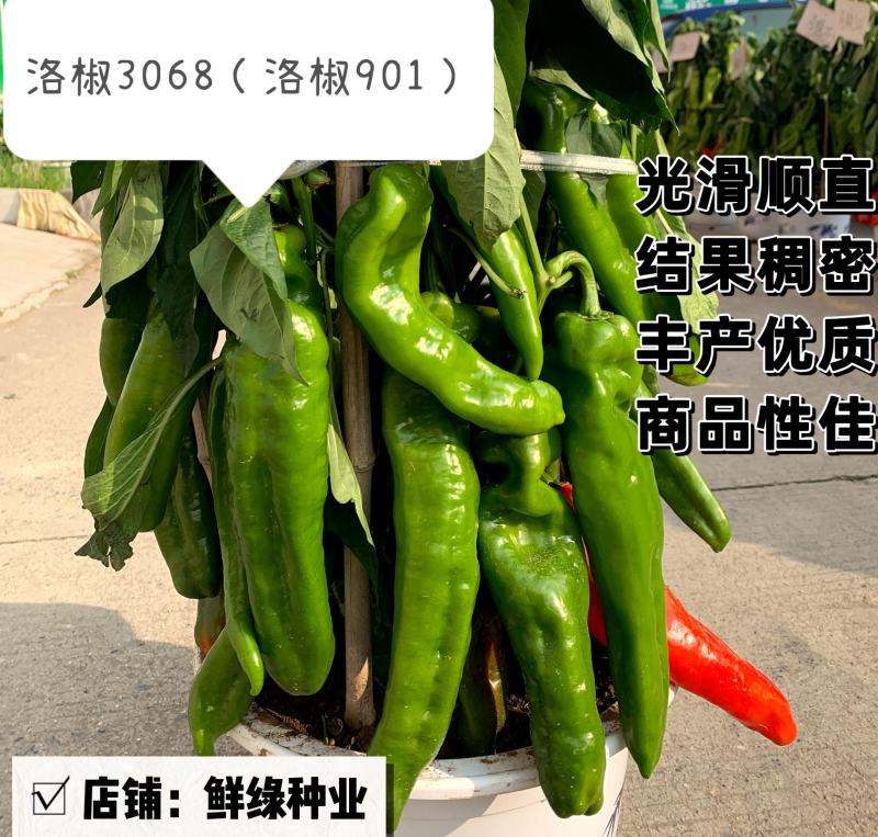 洛椒3068（洛椒901）果型光滑顺直，结果稠密集中
