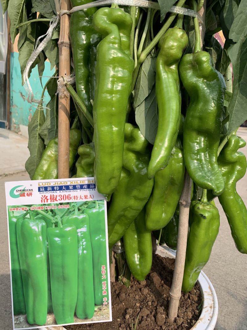 洛椒3068（洛椒901）果型光滑顺直，结果稠密集中