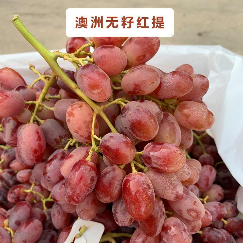 贝达跟嫁接红提葡萄苗30~50cm1年保纯度保成活率
