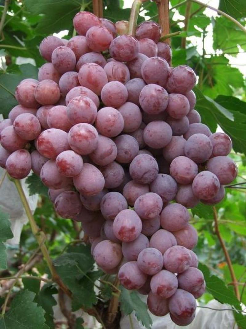 贝达跟嫁接红提葡萄苗30~50cm1年保纯度保成活率