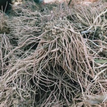 我有三十亩紫菀待出信