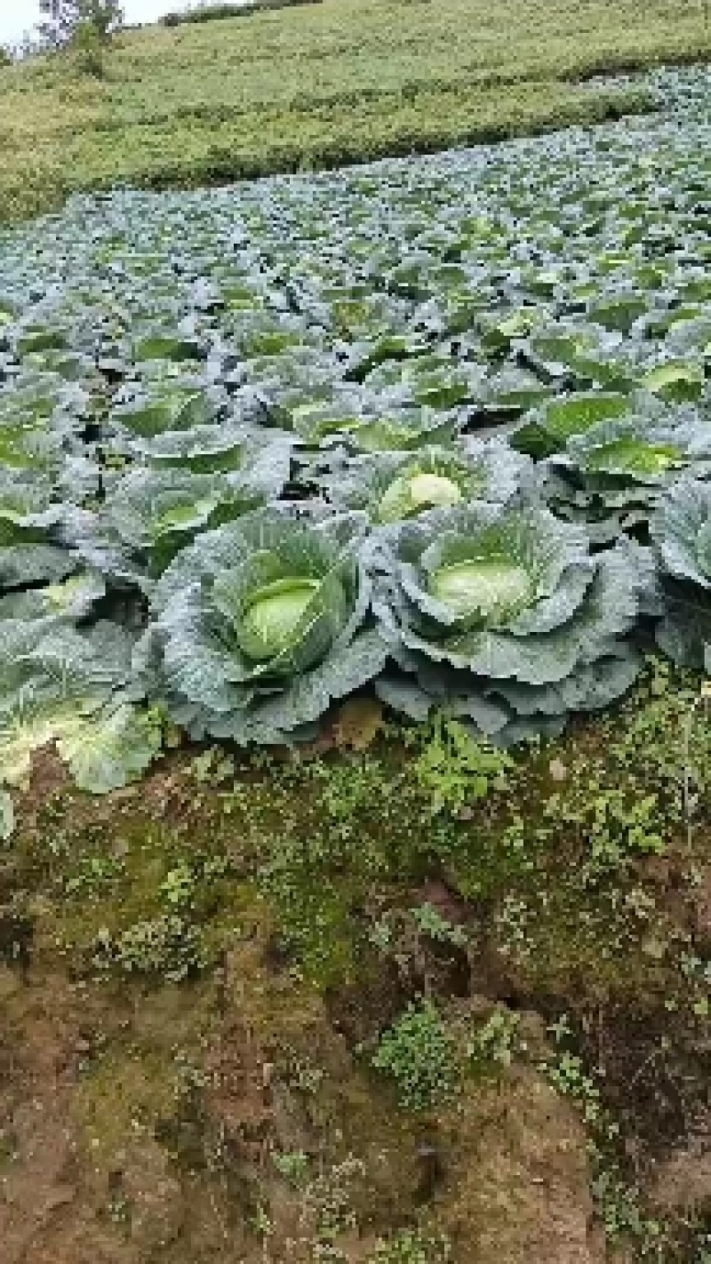 汉源莲花白，又甜又耙，好吃的很，高山的