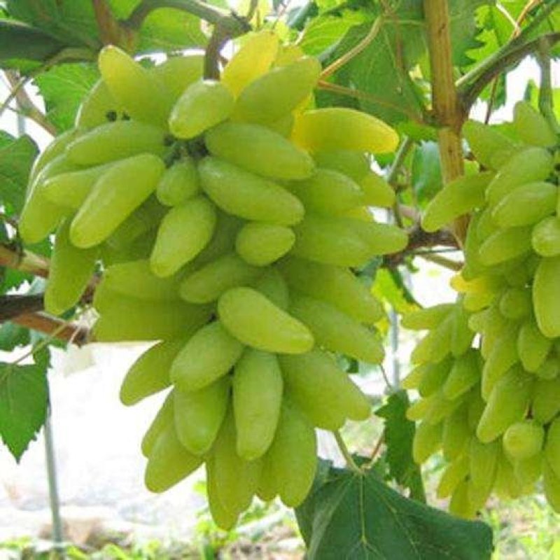 贝达根嫁接无核白鸡心葡萄苗，保纯度，保成活率