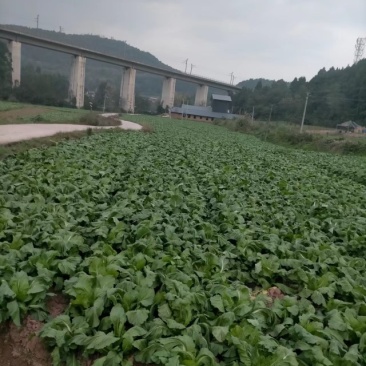 我是专业种儿菜基地的农民