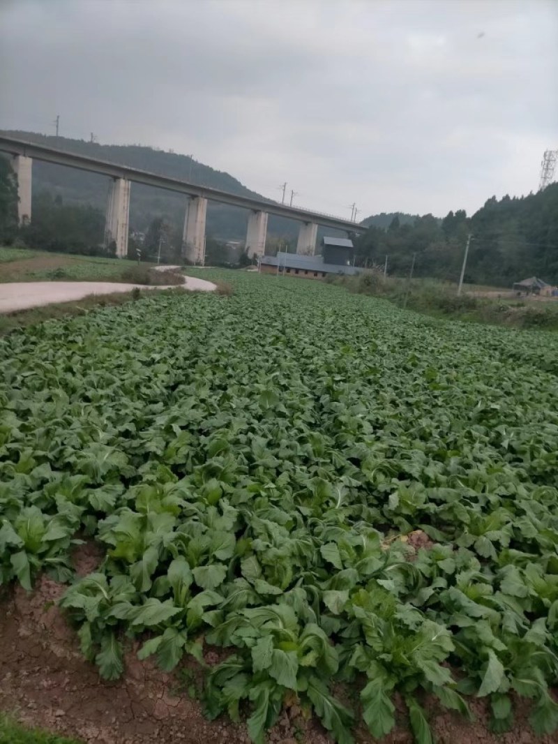 我是专业种儿菜基地的农民
