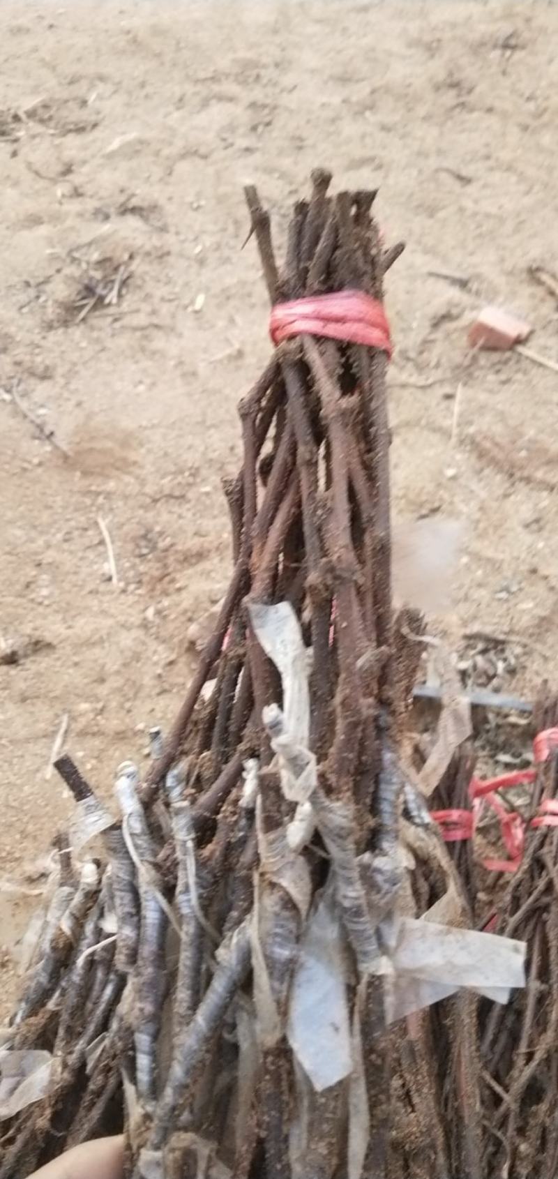 贝达根嫁接无核白鸡心葡萄苗，保纯度，保成活率