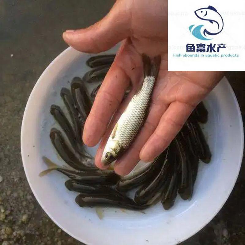 长江一号草鱼苗生长速度快抵抗力强食料杂包活到手技术指导