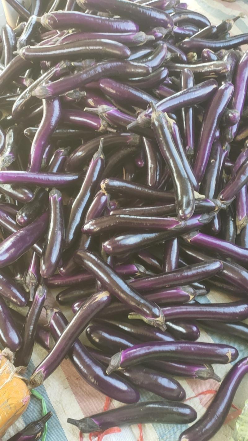 广西南宁市周边的新苗紫长茄，烧烤茄开始上市可长期供应