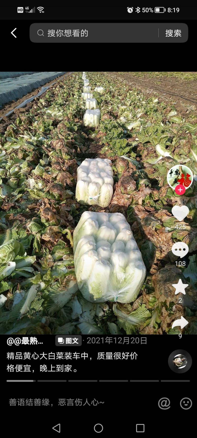白菜原产地大量出售白菜，欢迎各位老板前来采购，保质量