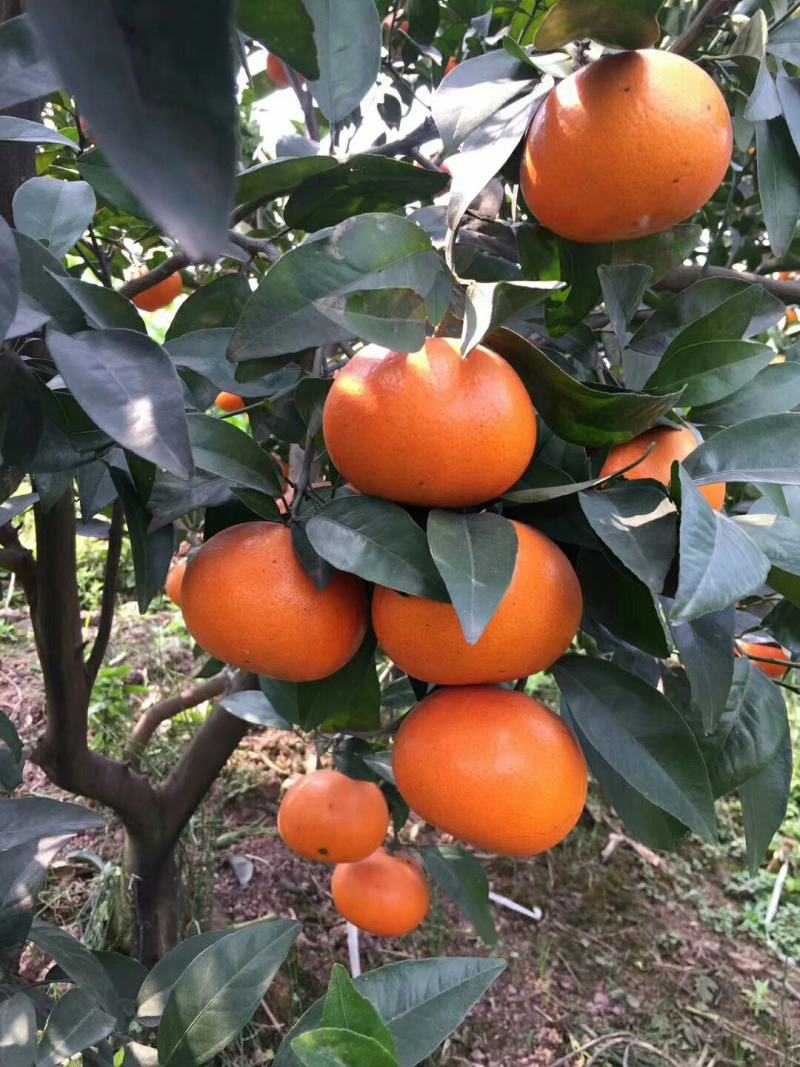 饶平沃柑特靓沃柑接受预订年柑果园现货欢迎订购