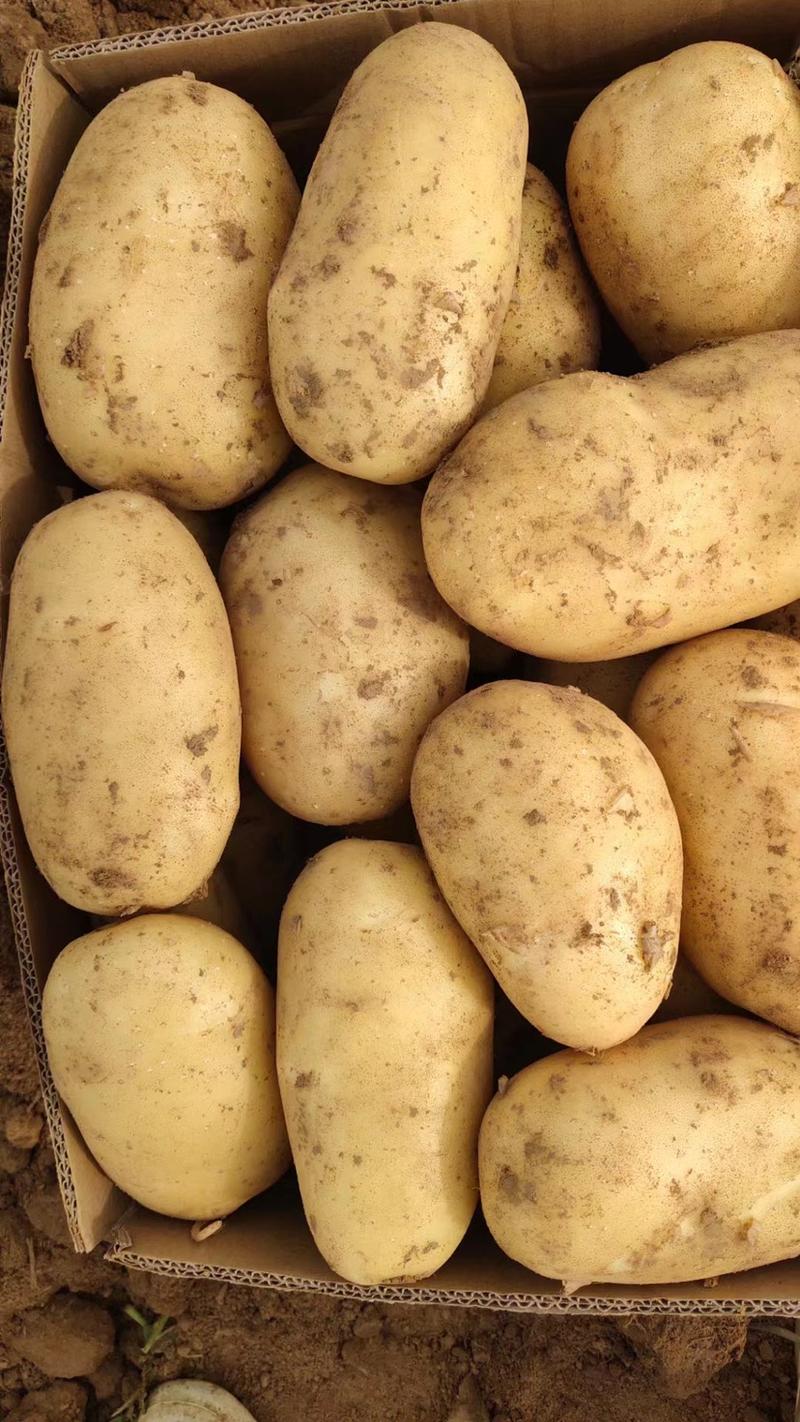 精品黄心土豆大量供应！产地直发质量保障欢迎咨询