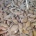 新鲜活批发花甲当日花蛤蜊蚬子无沙文蛤海鲜贝