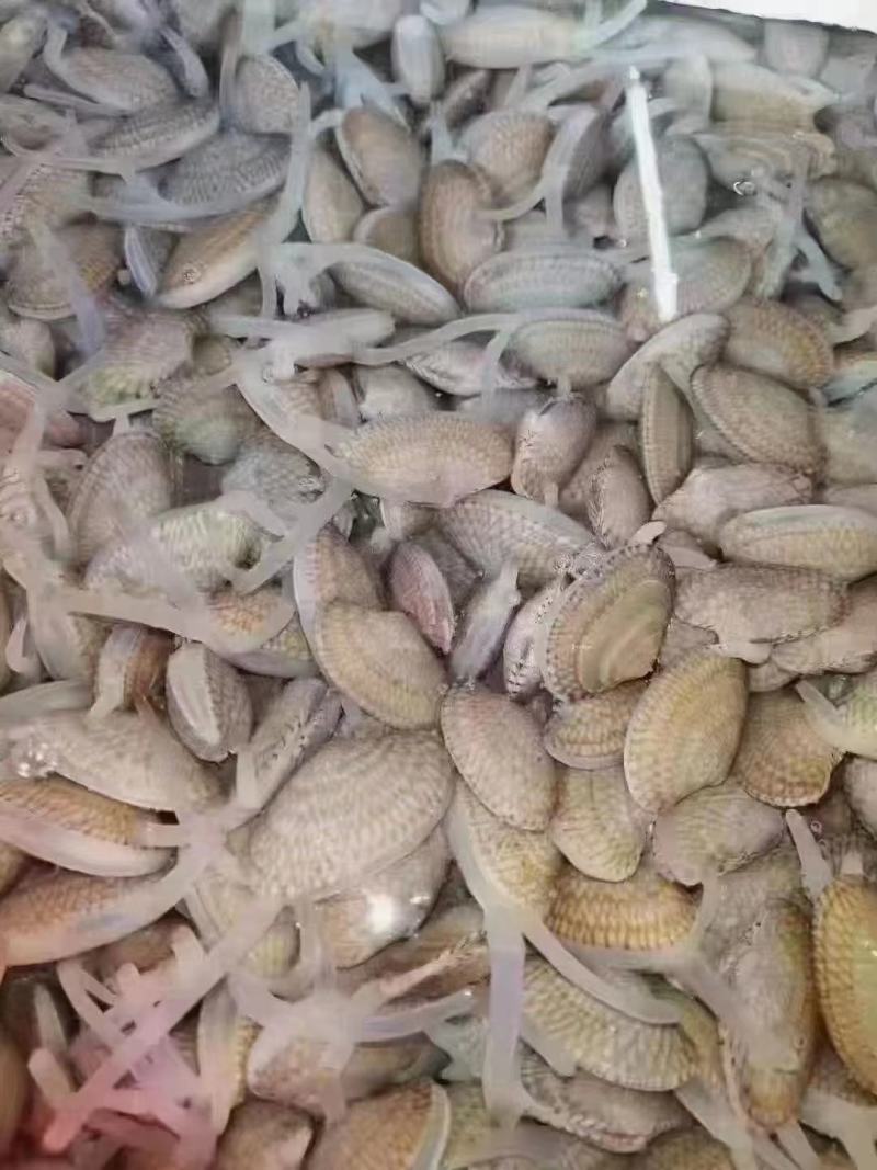 新鲜活批发花甲当日花蛤蜊蚬子无沙文蛤海鲜贝