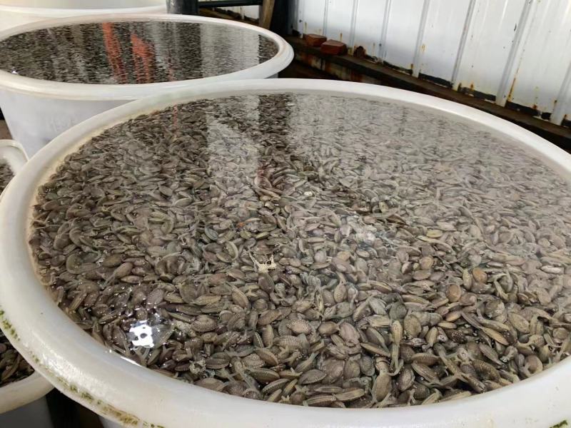 新鲜活批发花甲当日花蛤蜊蚬子无沙文蛤海鲜贝