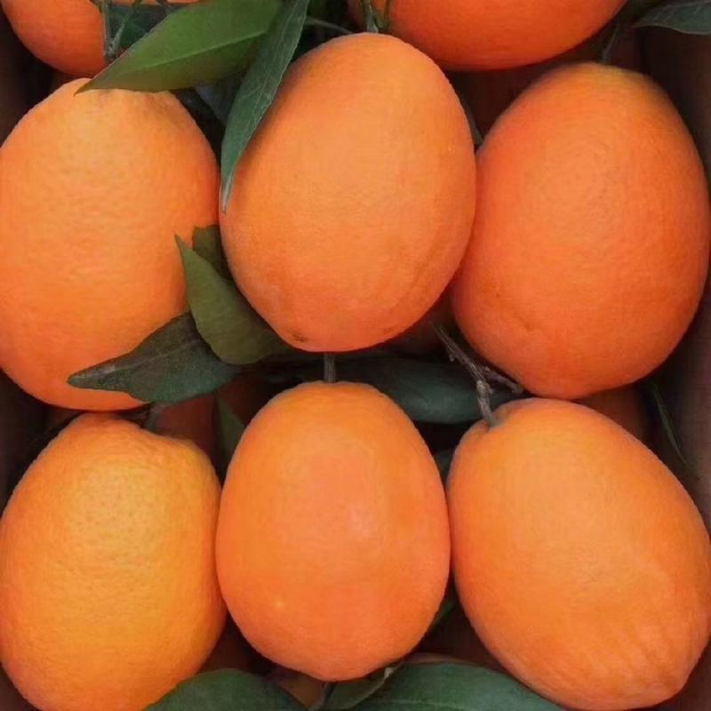 早熟脐橙，自家果园，品种齐全。质优价实，欢迎采购