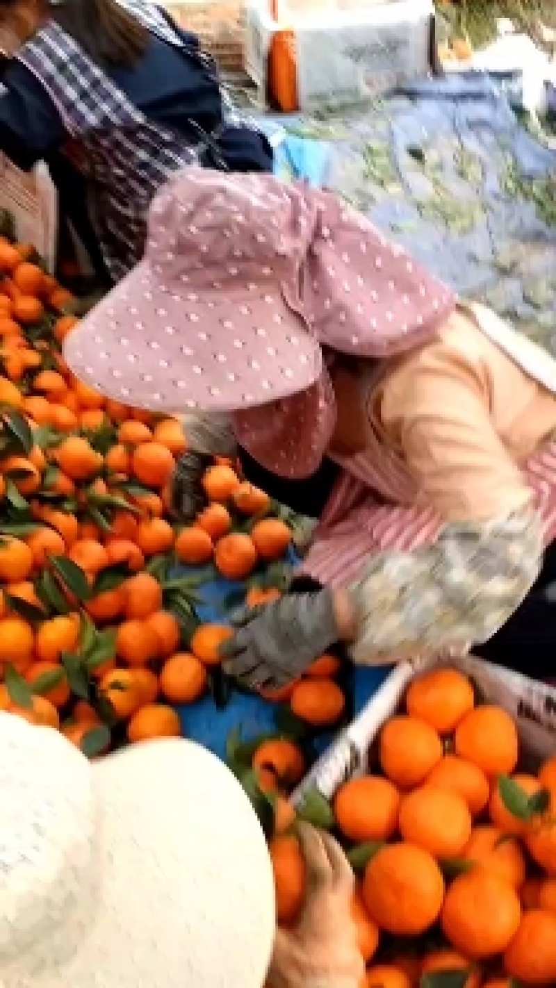 西林沙糖桔，沃柑上市了，有需要的老板请联系