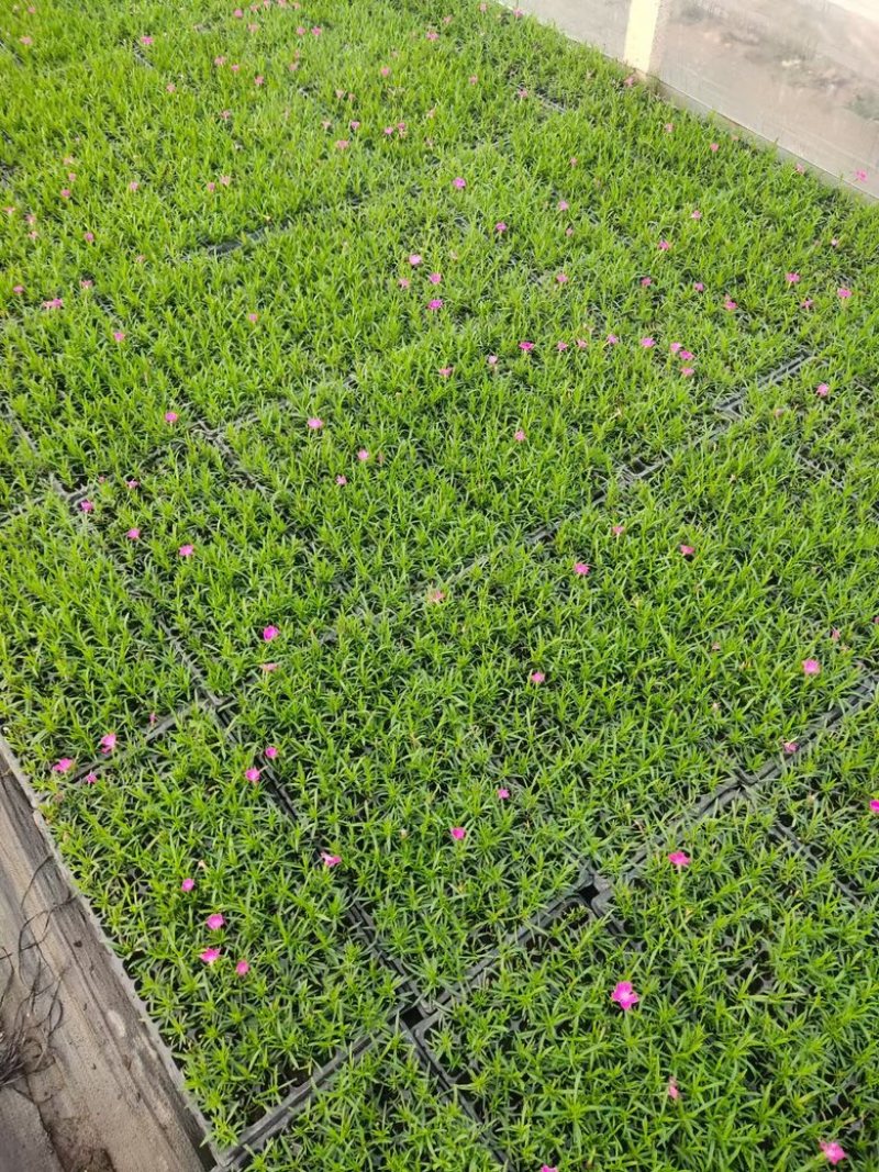潍坊青州基地大量供应欧石竹穴盘，质优价廉