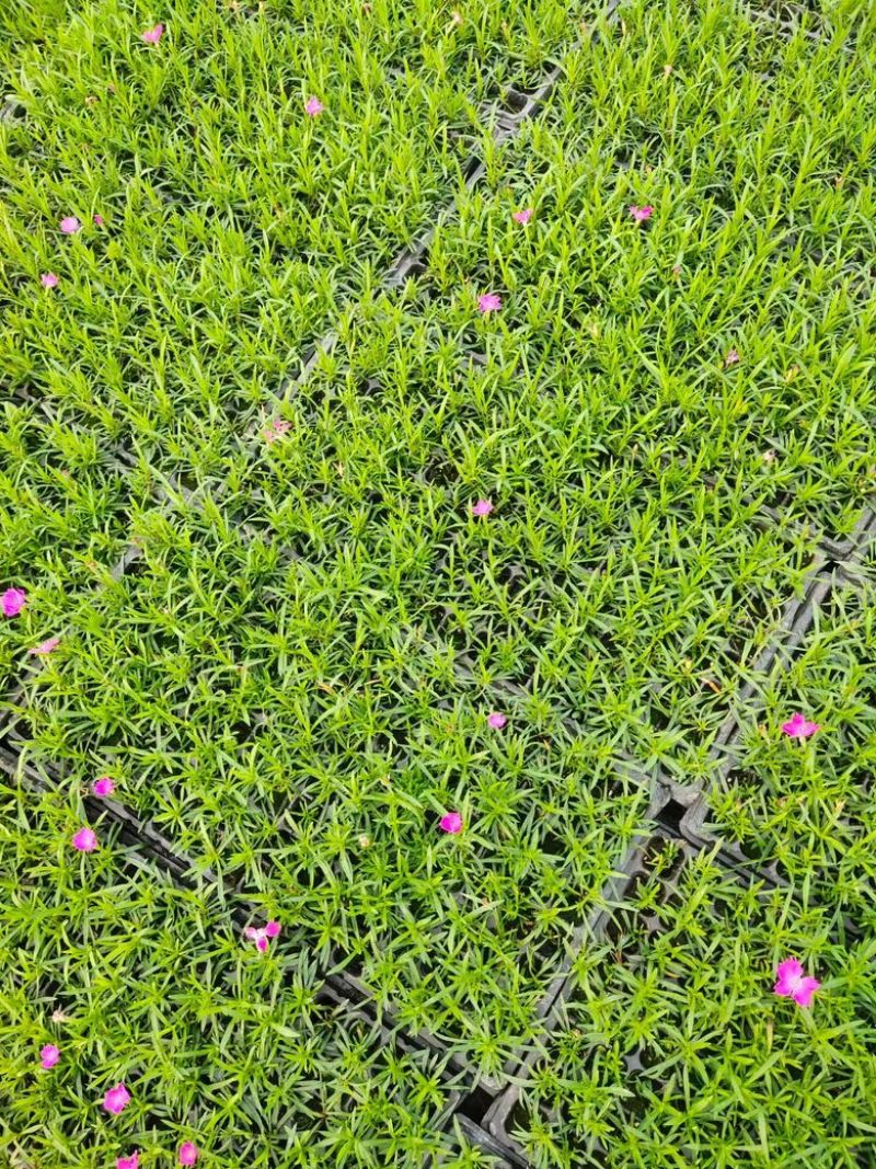 潍坊青州基地大量供应欧石竹穴盘，质优价廉