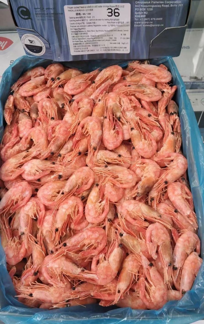 山东青岛北极甜虾、新到货品、货源充足，量大从优