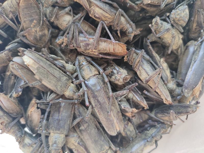 天牛山水牛中药材天牛欢迎采购下单量大从优