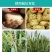 一农靓彩12%苯醚·咯·噻虫蚜虫小麦拌种剂种衣剂杀虫剂