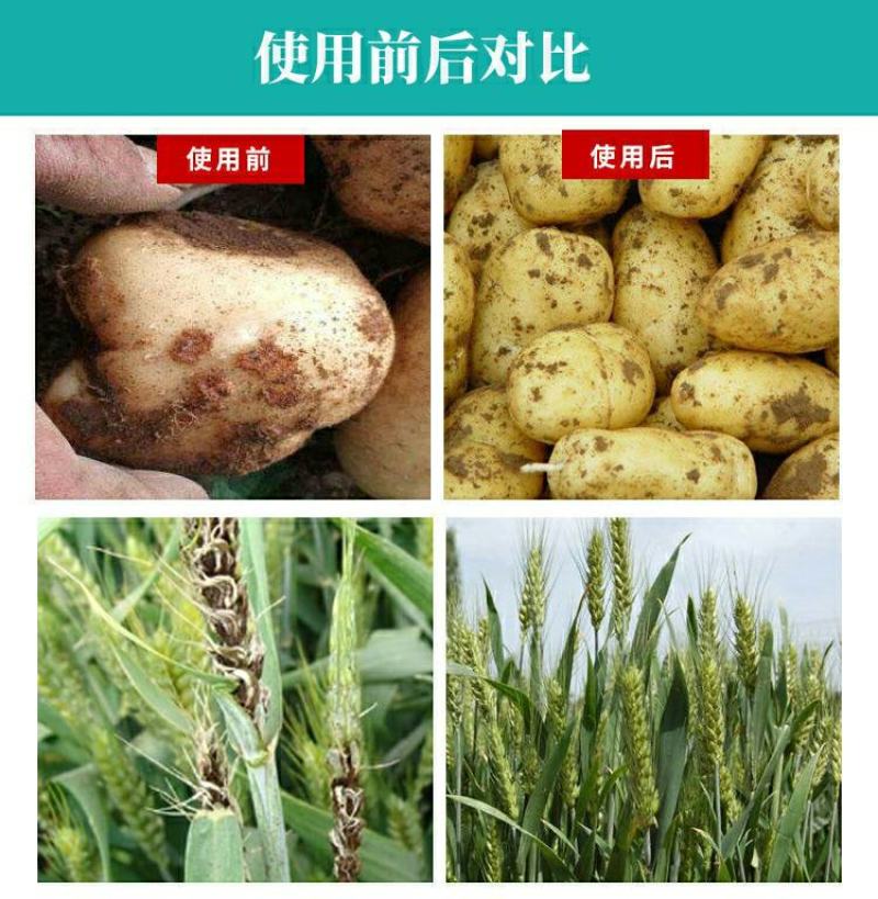 一农靓彩12%苯醚·咯·噻虫蚜虫小麦拌种剂种衣剂杀虫剂