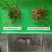 一农靓彩12%苯醚·咯·噻虫蚜虫小麦拌种剂种衣剂杀虫剂