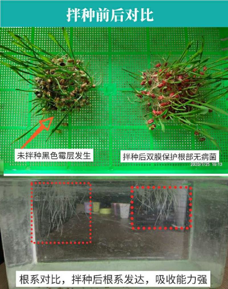 一农靓彩12%苯醚·咯·噻虫蚜虫小麦拌种剂种衣剂杀虫剂