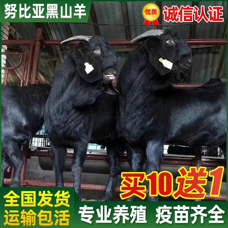黑山羊活羊努比亚纯种公羊怀孕母羊小羊羔羊崽活苗种羊羔