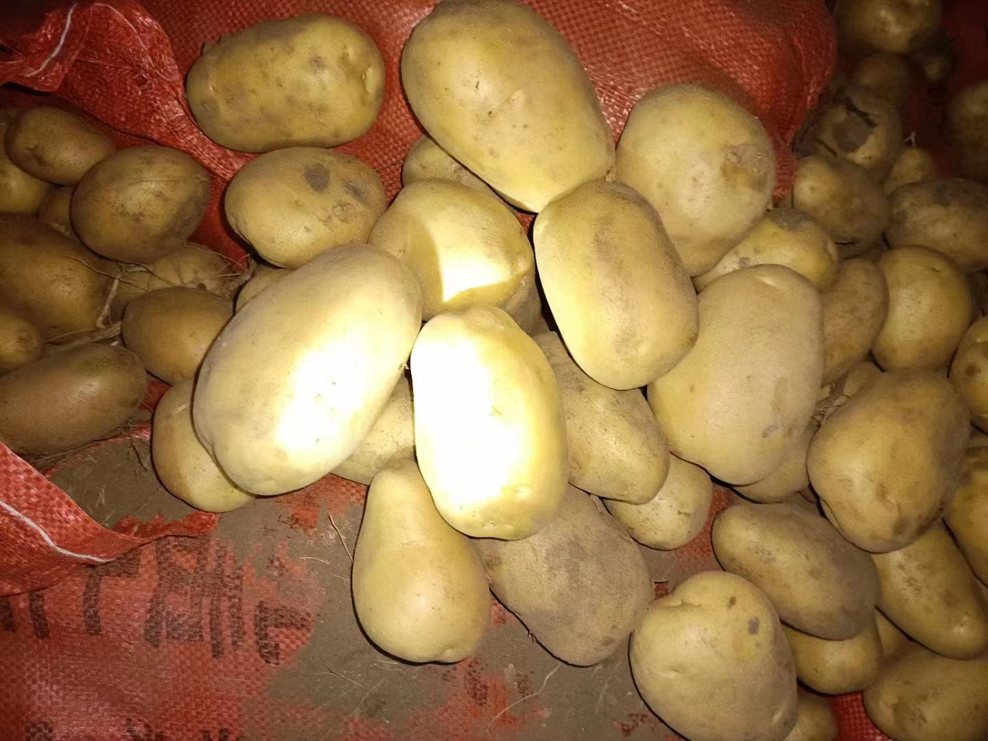 一个新鲜带皮的黄心土豆,表面略有泥土痕迹,切开后露出淡黄色的果肉,纹理细腻,旁边放置一把不锈钢小刀,背景为木质砧板,自然光线下拍摄,体现食材原生态感 土豆特写