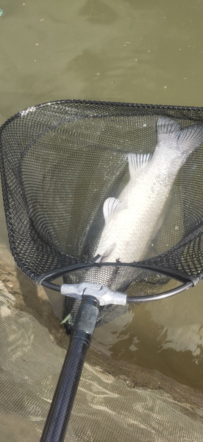 鱼