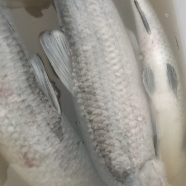 鱼