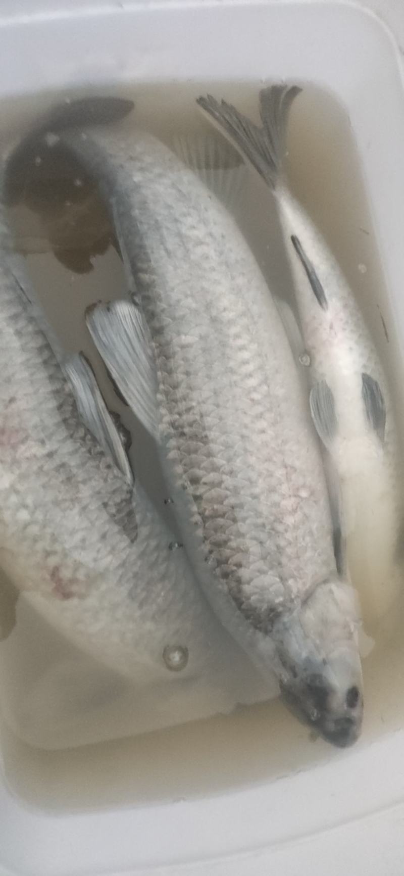 鱼