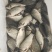 鱼
