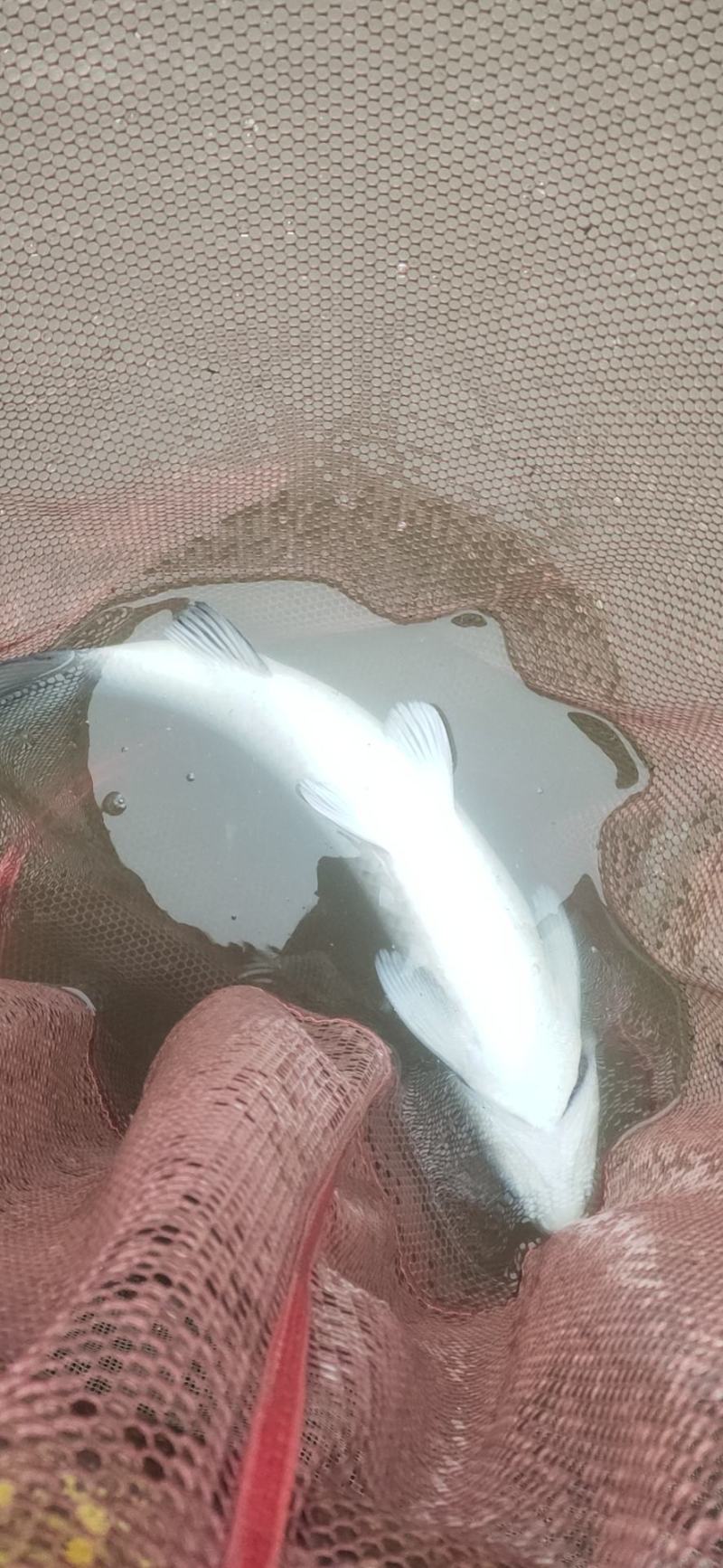 鱼