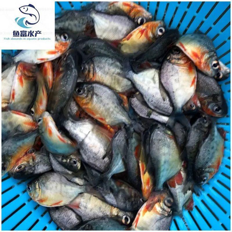 淡水白鲳鱼苗大量现货供应优质鱼苗基地直供小样易大