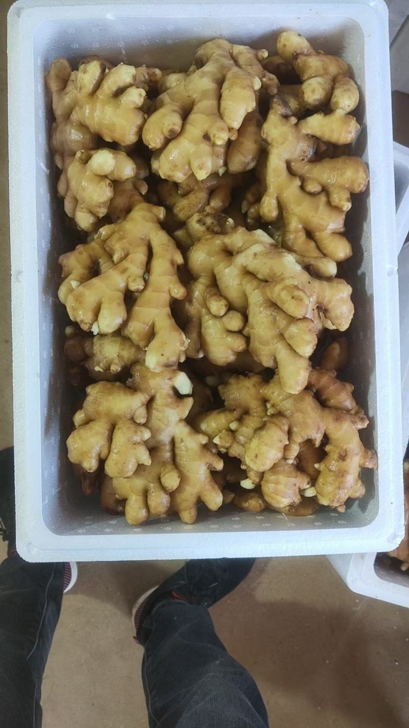 优选大黄姜产地直发一手货源商超品质货源充足