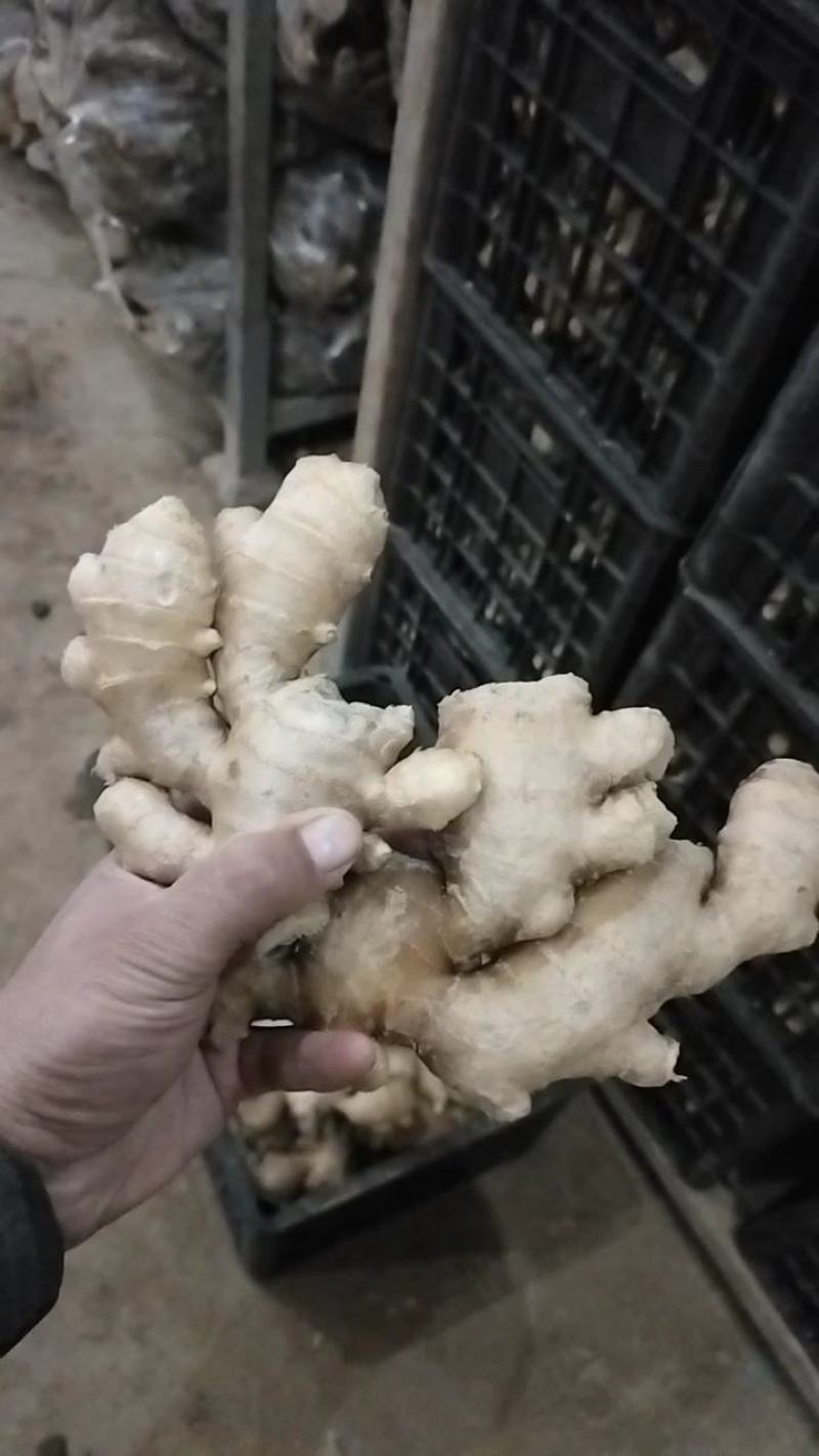 优选大黄姜产地直发一手货源商超品质货源充足