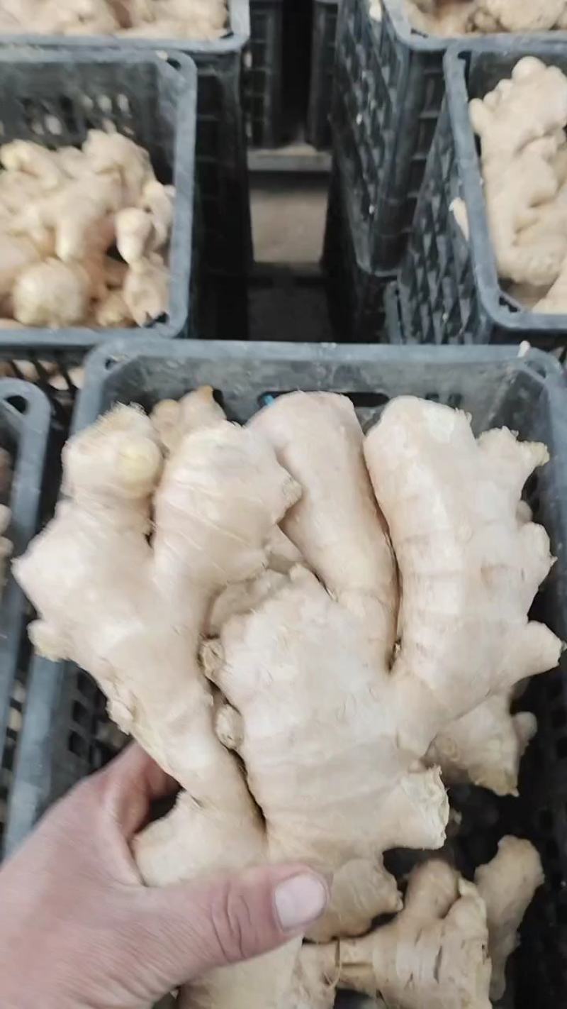 优选大黄姜产地直发一手货源商超品质货源充足