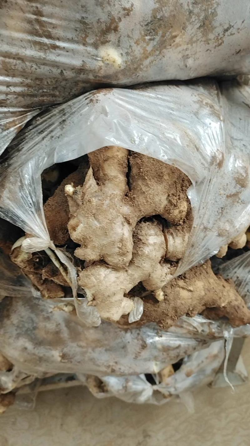 优选大黄姜产地直发一手货源商超品质货源充足