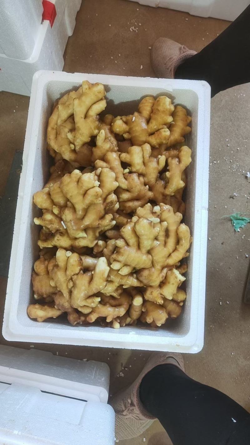 优选大黄姜产地直发一手货源商超品质货源充足