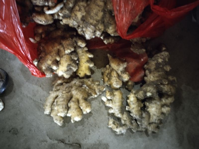 优选大黄姜产地直发一手货源商超品质货源充足