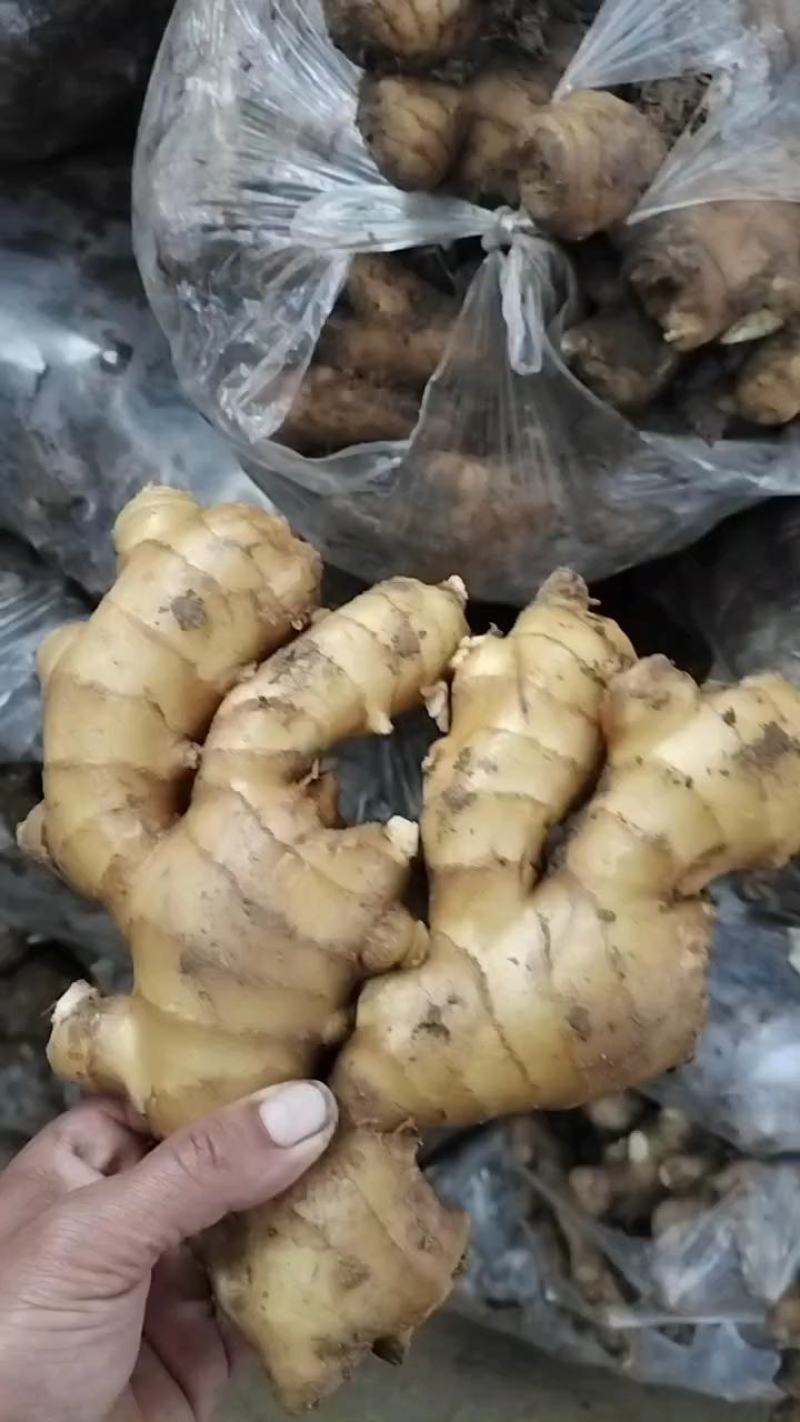 优选大黄姜产地直发一手货源商超品质货源充足
