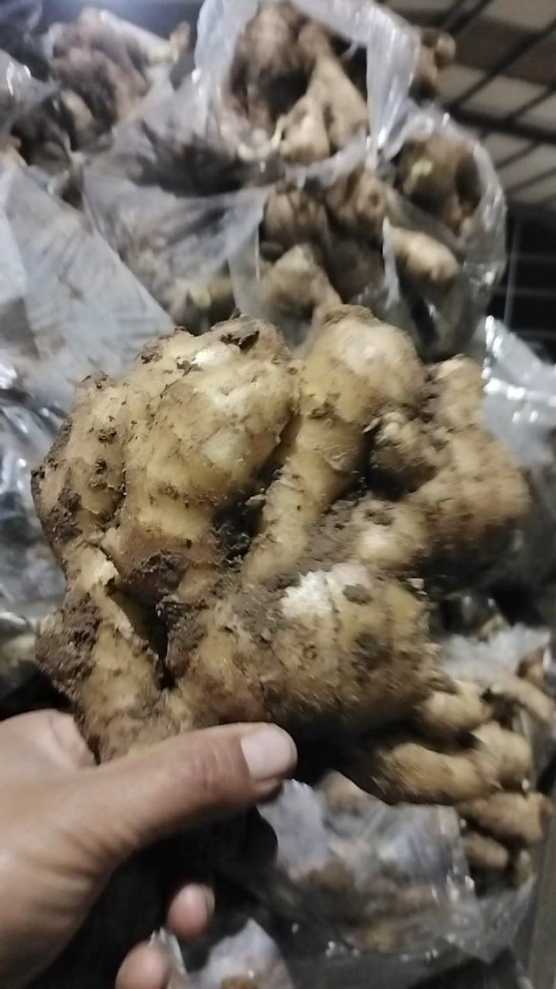 优选大黄姜产地直发一手货源商超品质货源充足