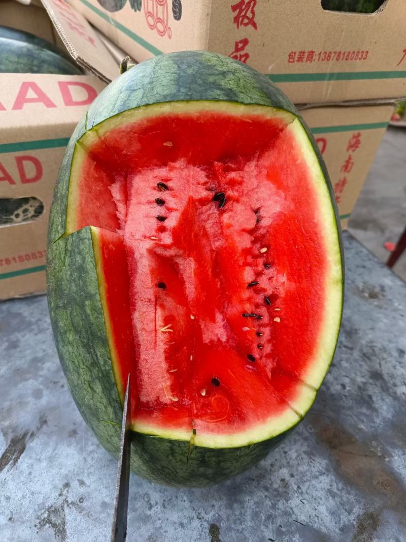 精品黑美人西瓜，各种规格供应代发全国各地需要的老板联系