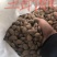 小龙中龙优一小金豆精优熟杏仁各类样品新疆西藏不包邮