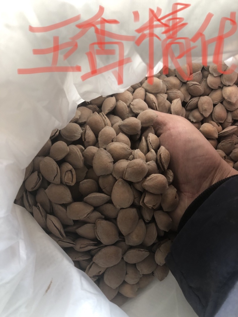 小龙中龙优一小金豆精优熟杏仁各类样品新疆西藏不包邮