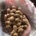 小龙中龙优一小金豆精优熟杏仁各类样品新疆西藏不包邮